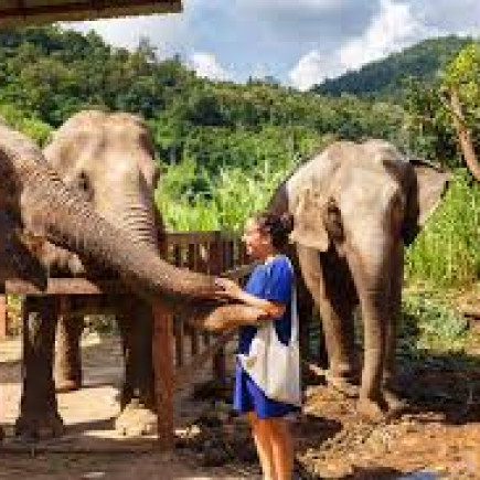 CHIANG MAI – SANTUARIO DE ELEFANTES EN LA SELVA - ¡ÚNETE! 