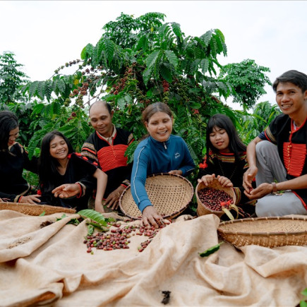 BAN ME THUOT – INSTITUTO EKAMAT – CAFÉ DE CIVETA – PLANTACIÓN DE CAFÉ