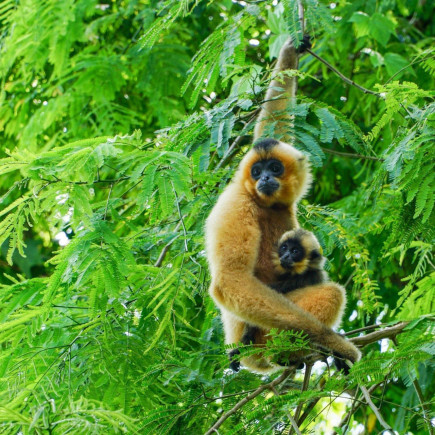 HO CHI MINH – PARQUE NACIONAL CAT TIEN