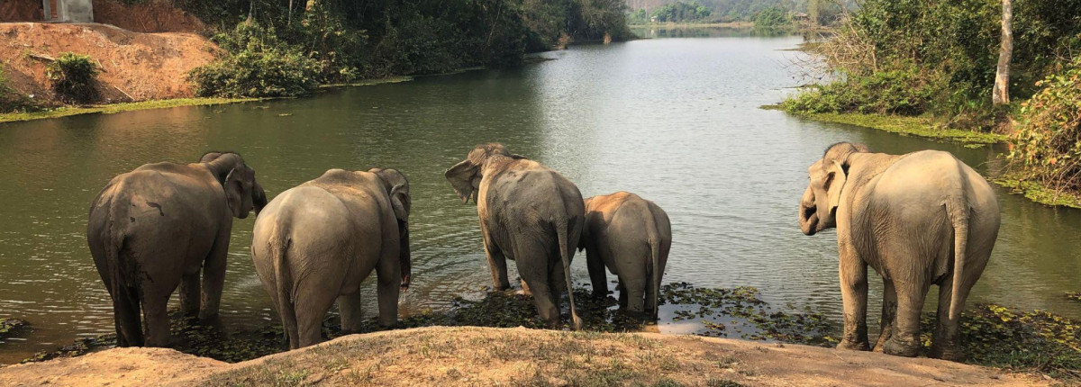 La mejor experiencia en un santuario de elefantes en Laos y alojamiento de lujo