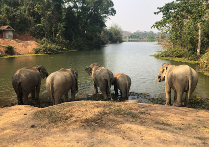 La mejor experiencia en un santuario de elefantes en Laos y alojamiento de lujo