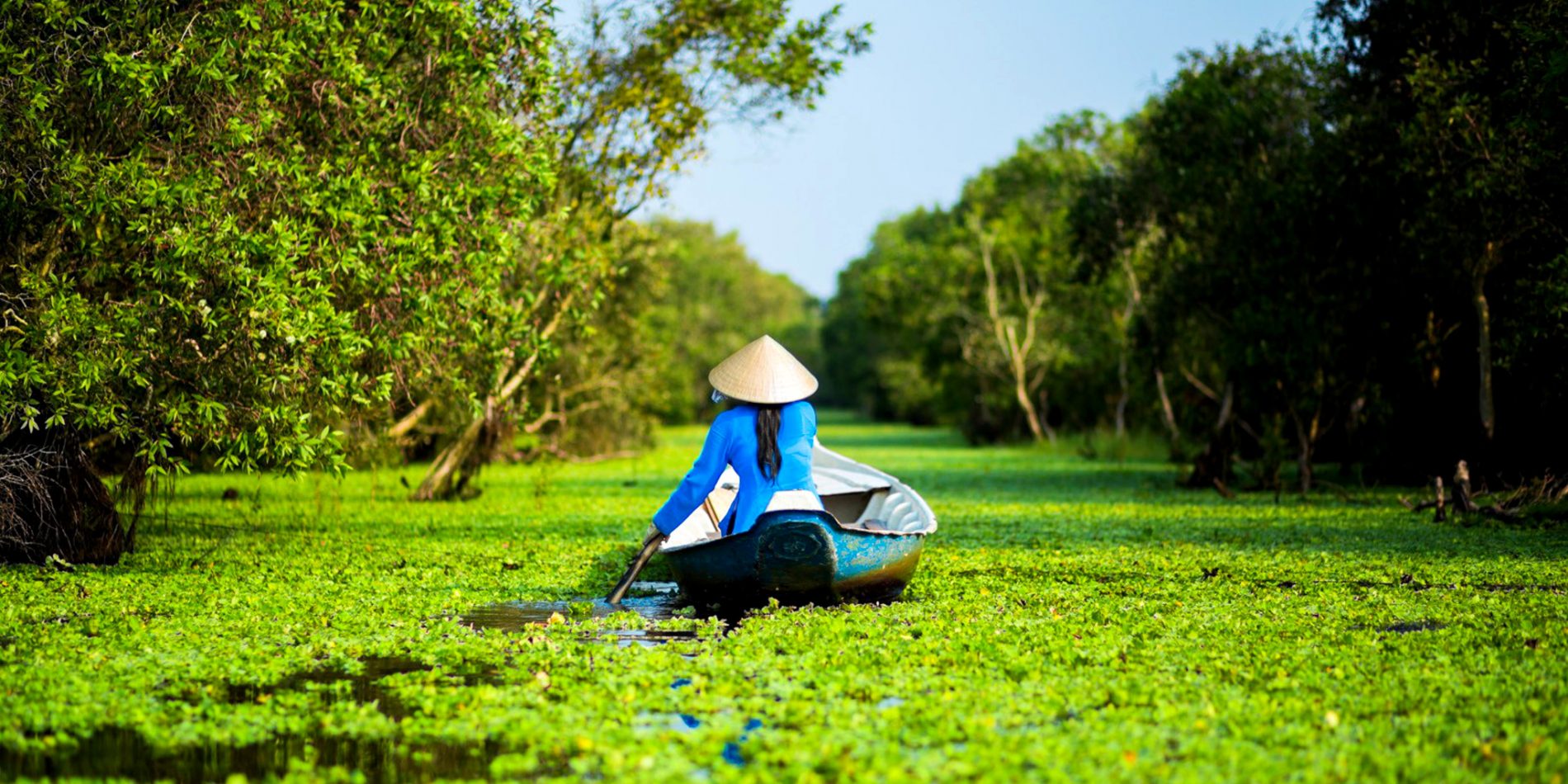 Feature-Tra-fu-forest.jpg (348 KB)