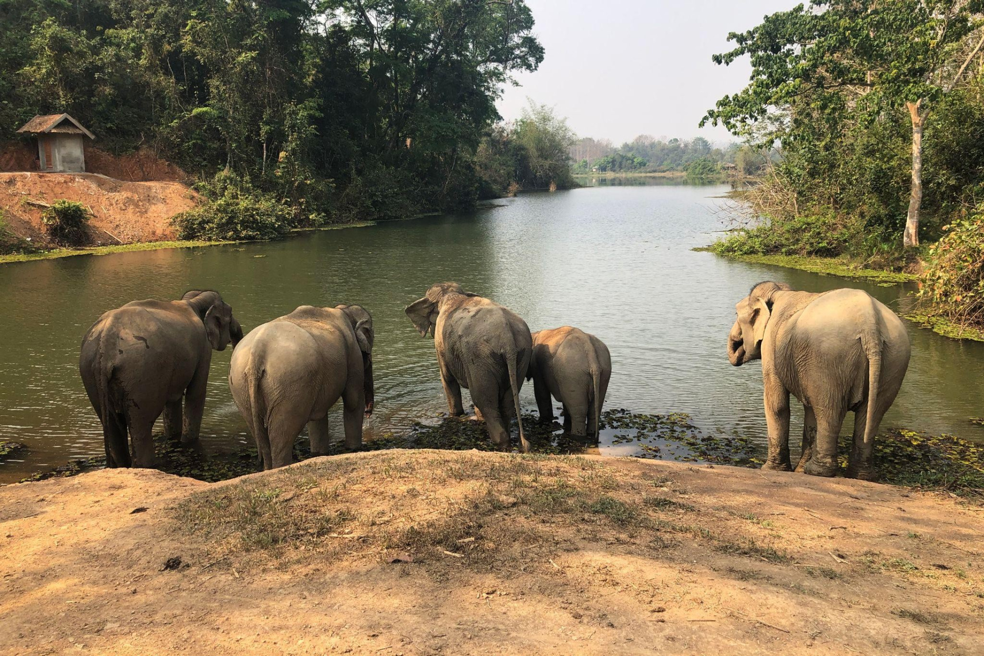 best-laos-elephant-sanctuary-experience-and-luxury-stay1.jpg (1.27 MB)