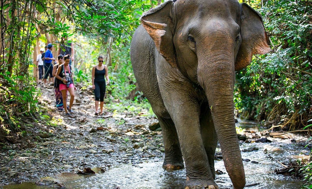 best-laos-elephant-sanctuary-experience-and-luxury-stay2.jpg (463 KB)